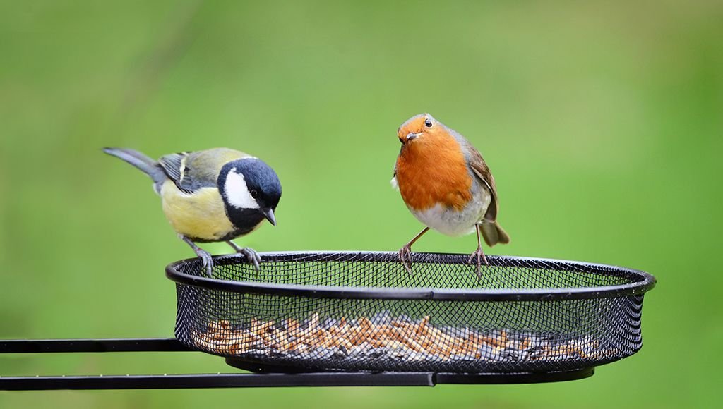 Bird Nourish seed blend