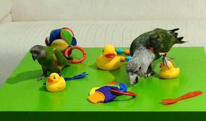 Feather Play bird toy