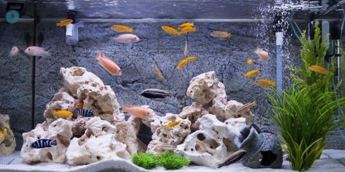 Fish Food