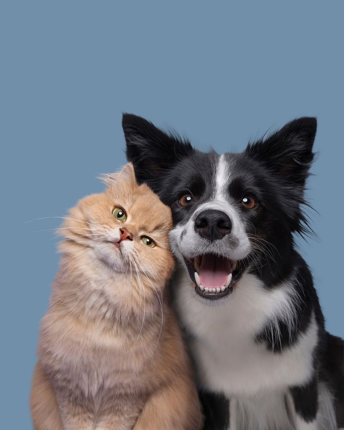 A happy dog resting at home, representing the everyday companionship HEAD & TAIL supports