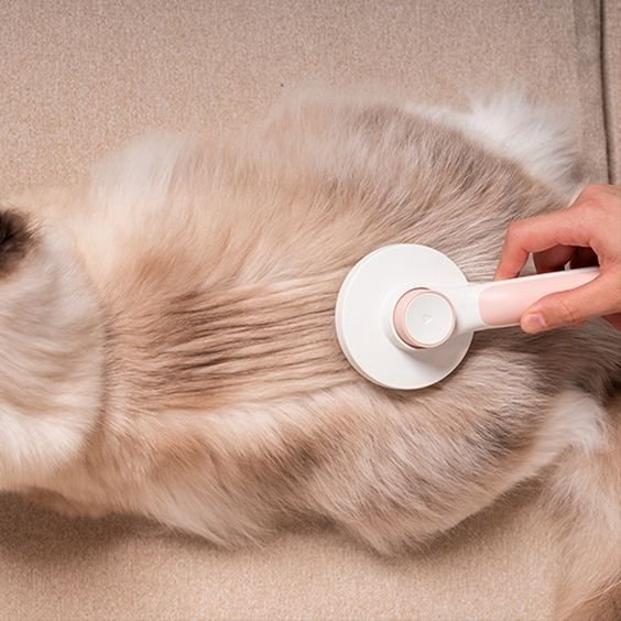 A cat being brushed at home