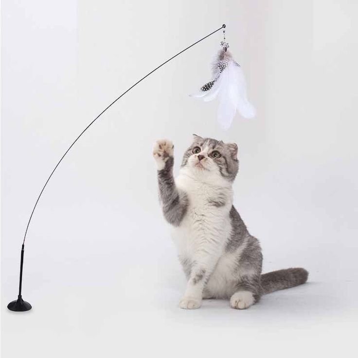 Interactive feather wand toy for cats