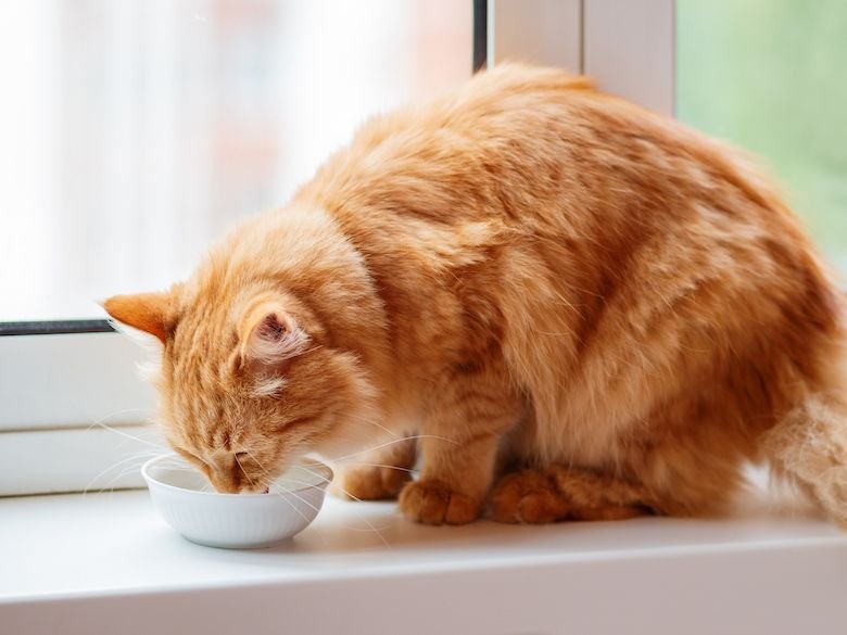 A cat eating from a bowl of fresh food